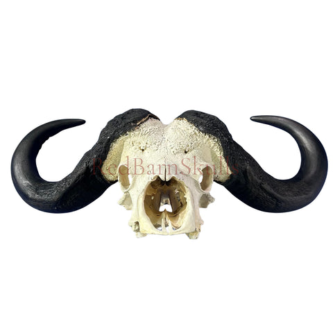 Cape Buffalo Skull- Real African Buffalo Skull 39WX24LX12H - Big Boss