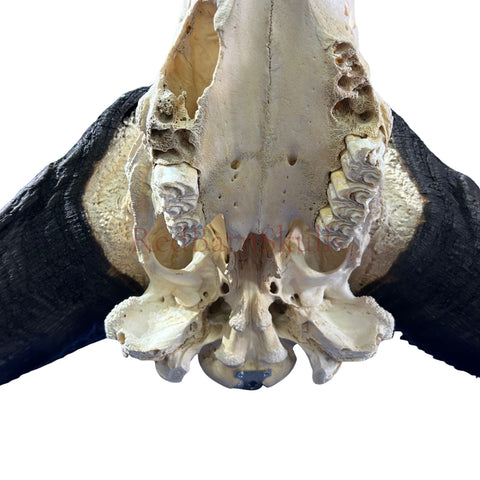 Cape Buffalo Skull- Real African Buffalo Skull 39WX24LX12H - Big Boss