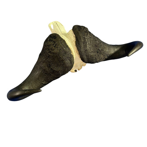 Cape Buffalo Skull- Real African Buffalo Skull 39WX24LX12H - Big Boss