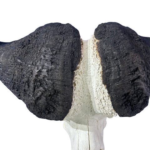 Cape Buffalo Skull- Real African Buffalo Skull 39WX24LX12H - Big Boss