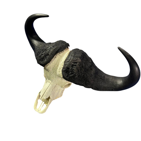 Cape Buffalo Skull- Real African Buffalo Skull 39WX24LX12H - Big Boss