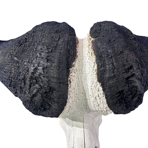 Cape Buffalo Skull- Real African Buffalo Skull 39WX24LX12H - Big Boss