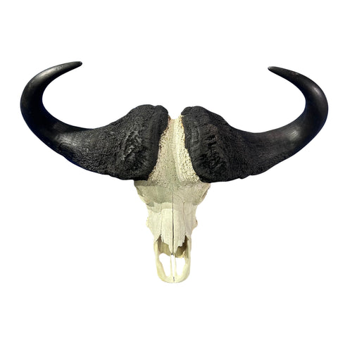 Cape Buffalo Skull- Real African Buffalo Skull 39WX24LX12H - Big Boss