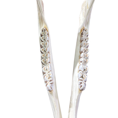 Giant Giraffe Skull - 28X19X12 inches - TOP QUALITY!