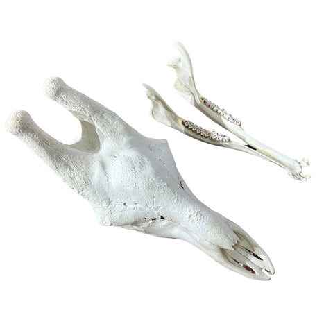 Giant Giraffe Skull - 28X19X12 inches - TOP QUALITY!