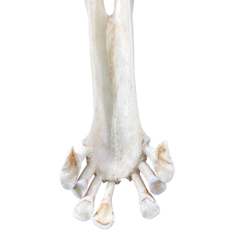 Giant Giraffe Skull - 28X19X12 inches - TOP QUALITY!