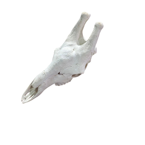 Giant Giraffe Skull - 28X19X12 inches - TOP QUALITY!