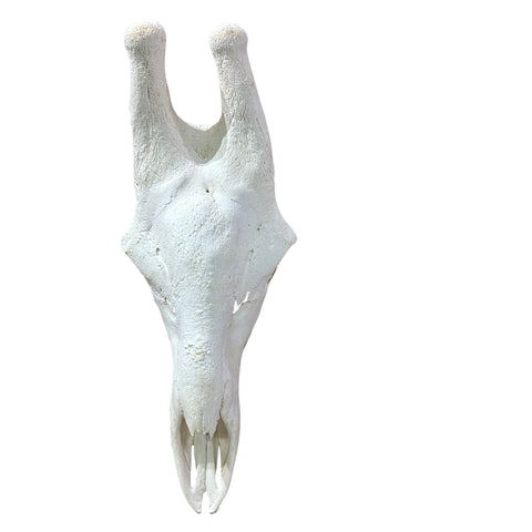 Giant Giraffe Skull - 28X19X12 inches - TOP QUALITY!