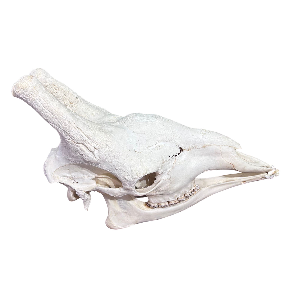 Giant Giraffe Skull - 28X19X12 inches - TOP QUALITY!