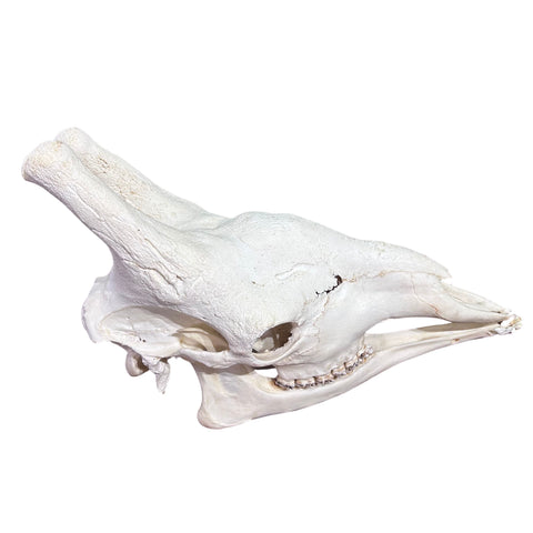 Giant Giraffe Skull - 28X19X12 inches - TOP QUALITY!