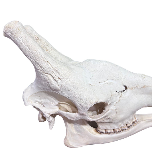 Giant Giraffe Skull - 28X19X12 inches - TOP QUALITY!