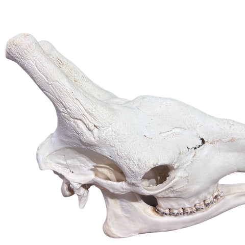 Giant Giraffe Skull - 28X19X12 inches - TOP QUALITY!