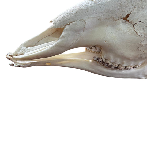 Giant Giraffe Skull - 28X19X12 inches - TOP QUALITY!