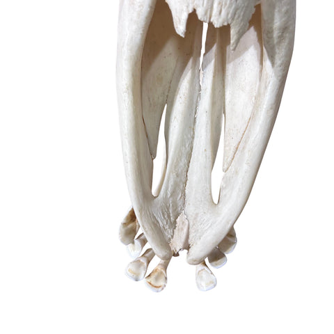 Giant Giraffe Skull - 28X19X12 inches - TOP QUALITY!