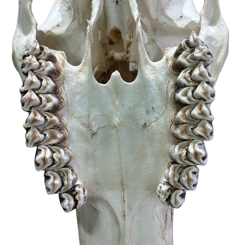 Giant Giraffe Skull - 28X19X12 inches - TOP QUALITY!