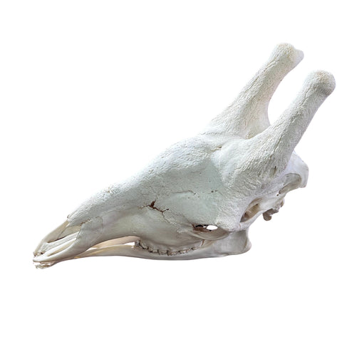 Giant Giraffe Skull - 28X19X12 inches - TOP QUALITY!