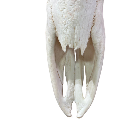 Giant Giraffe Skull - 28X19X12 inches - TOP QUALITY!