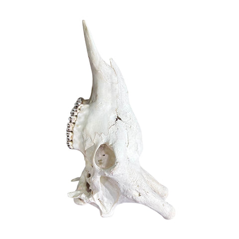 Giant Giraffe Skull - 28X19X12 inches - TOP QUALITY!