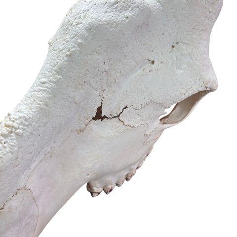 Giant Giraffe Skull - 28X19X12 inches - TOP QUALITY!