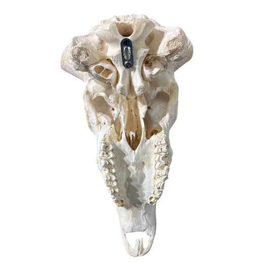 Real Kudu Skull - Real African Great Kudu Antelope Skull - Horns are 50/52" long