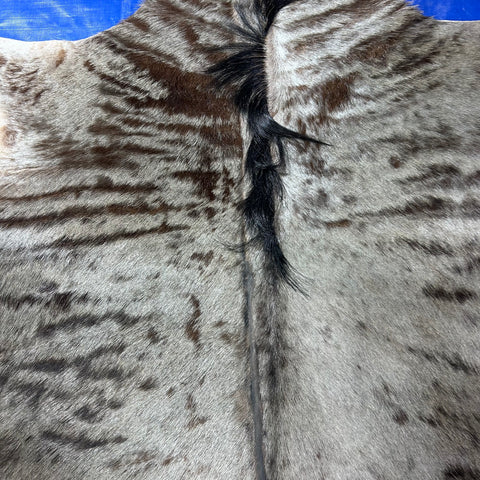 Blue Wildebeest Hide (29"tail) Stiff! Bald Line Down the Middle Size: 5x4 ft D-988