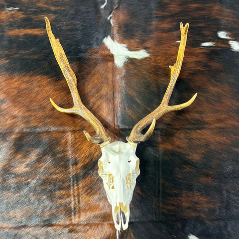 Deer Skull Real Fallow Deer Horns & Skull - REAL Fallow Skull Approximate Size: 27HX23WX17D inches