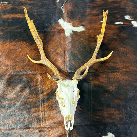 Deer Skull Real Fallow Deer Horns & Skull - REAL Fallow Skull Approximate Size: 27HX23WX17D inches