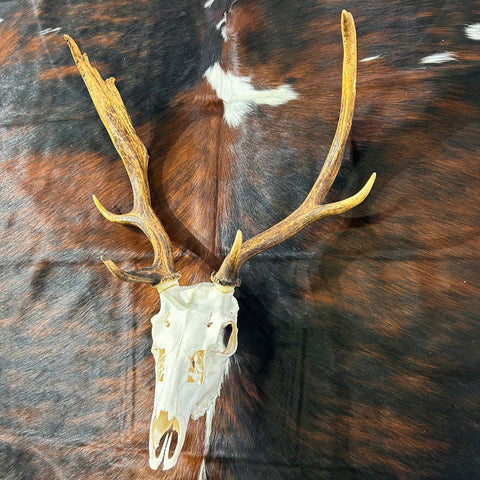 Deer Skull Real Fallow Deer Horns & Skull - REAL Fallow Skull Approximate Size: 27HX23WX17D inches