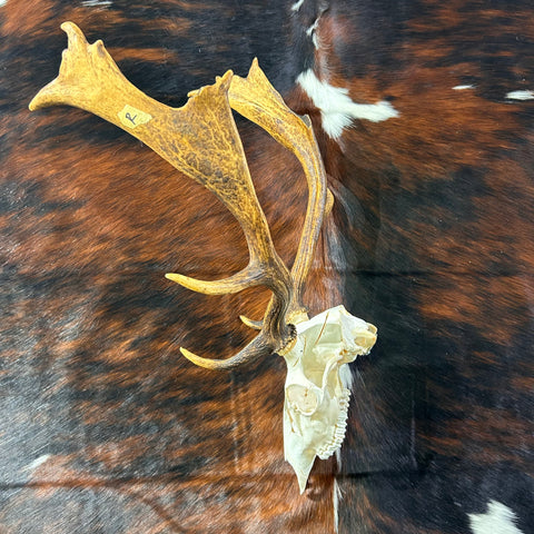 Deer Skull Real Fallow Deer Horns & Skull - REAL Fallow Skull Approximate Size: 27HX23WX17D inches