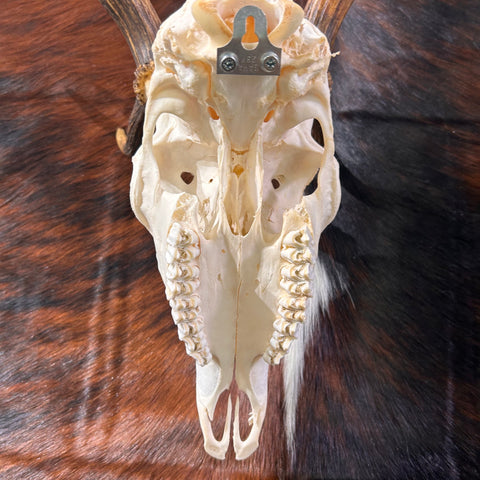 Deer Skull Real Fallow Deer Horns & Skull - REAL Fallow Skull Approximate Size: 27HX23WX17D inches