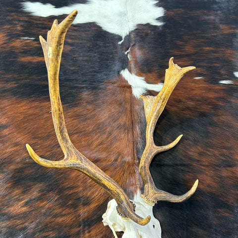 Deer Skull Real Fallow Deer Horns & Skull - REAL Fallow Skull Approximate Size: 27HX23WX17D inches