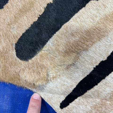 Genuine Zebra Cowhide Rug (a few small patches) Size: 7x6 feet Z-143