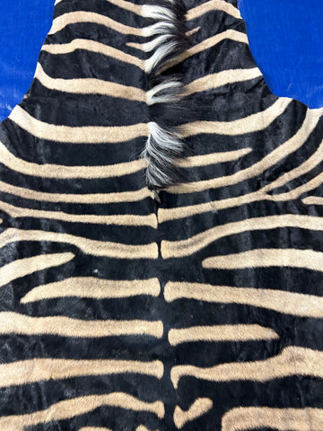 Real Zebra Skin Rug BIG Size: 9x7.5 feet NEW Burchell's Hide Zebra Rug #140