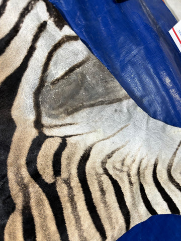 Real Zebra Skin Rug BIG Size: 9x7.5 feet NEW Burchell's Hide Zebra Rug #140