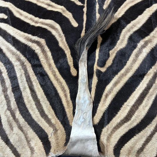 Real Zebra Skin Rug Hide # 37 Size: 8.3 X 6.5 feet Genuine Burchells Zebra Hide