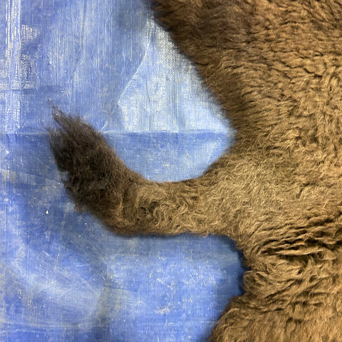 Bison Skin (small tail/lush fur) Size: 8x7 feet Bison # 20