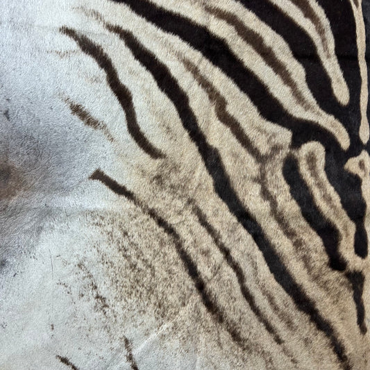 Real Zebra Skin Rug Hide # 40 Size: 8 X 6.5 feet Genuine Burchells Zebra Hide