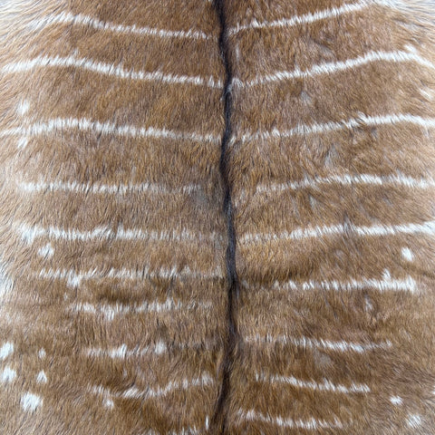 Real Nyala Skin - Nyala Antelope Hide Size 41X35” (excluding tail/Tail is 16”) D-958