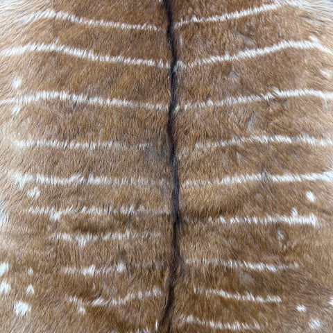 Real Nyala Skin - Nyala Antelope Hide Size 41X35” (excluding tail/Tail is 16”) D-958