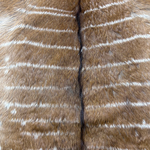 Real Nyala Skin - Nyala Antelope Hide Size 41X35” (excluding tail/Tail is 16”) D-958