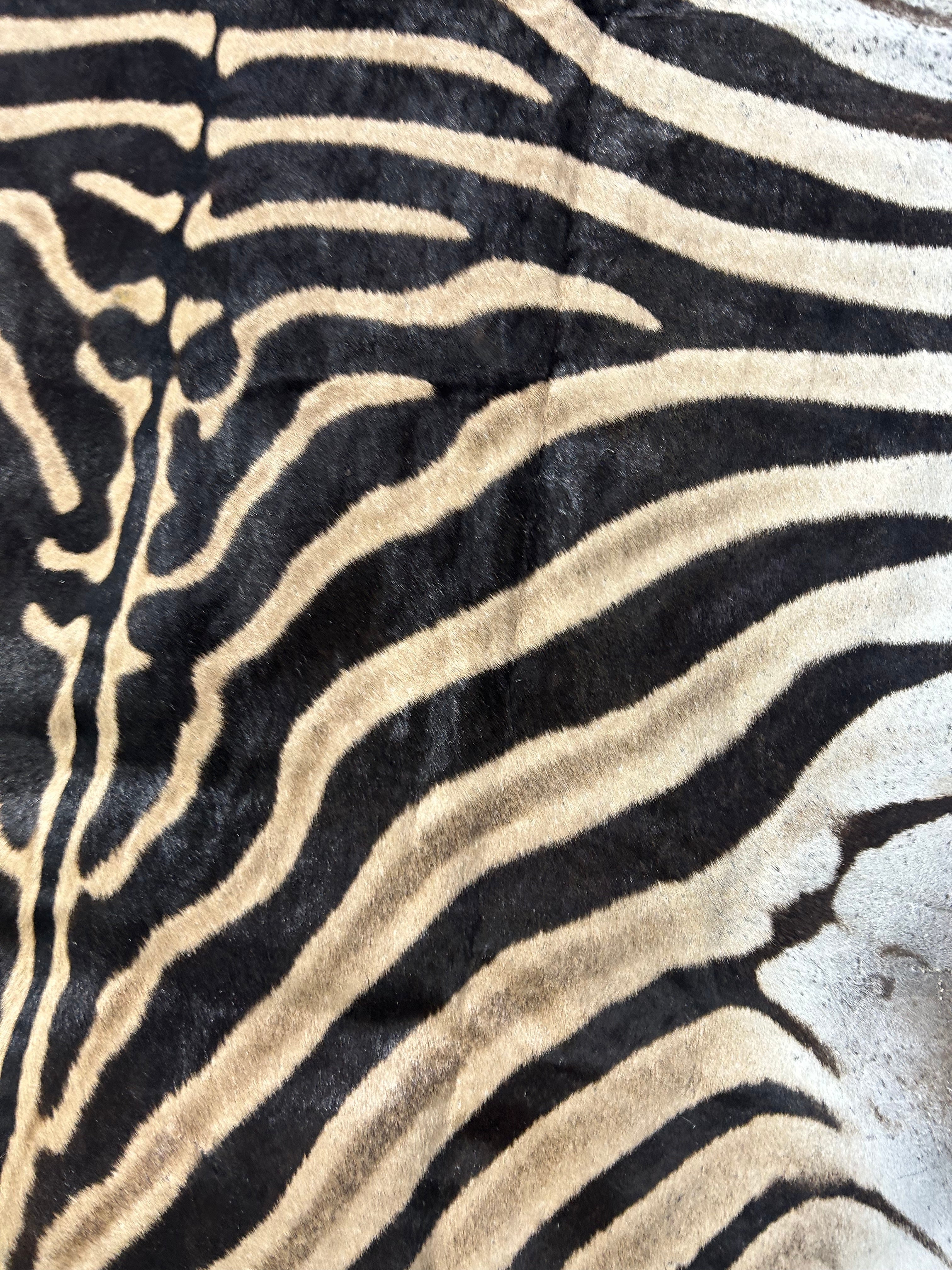 Real Zebra Skin Rug Size: 7 1/2x7 feet NEW Burchell's Hide Zebra Rug #141