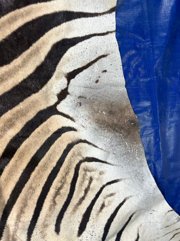 Real Zebra Skin Rug Size: 7 1/2x7 feet NEW Burchell's Hide Zebra Rug #141