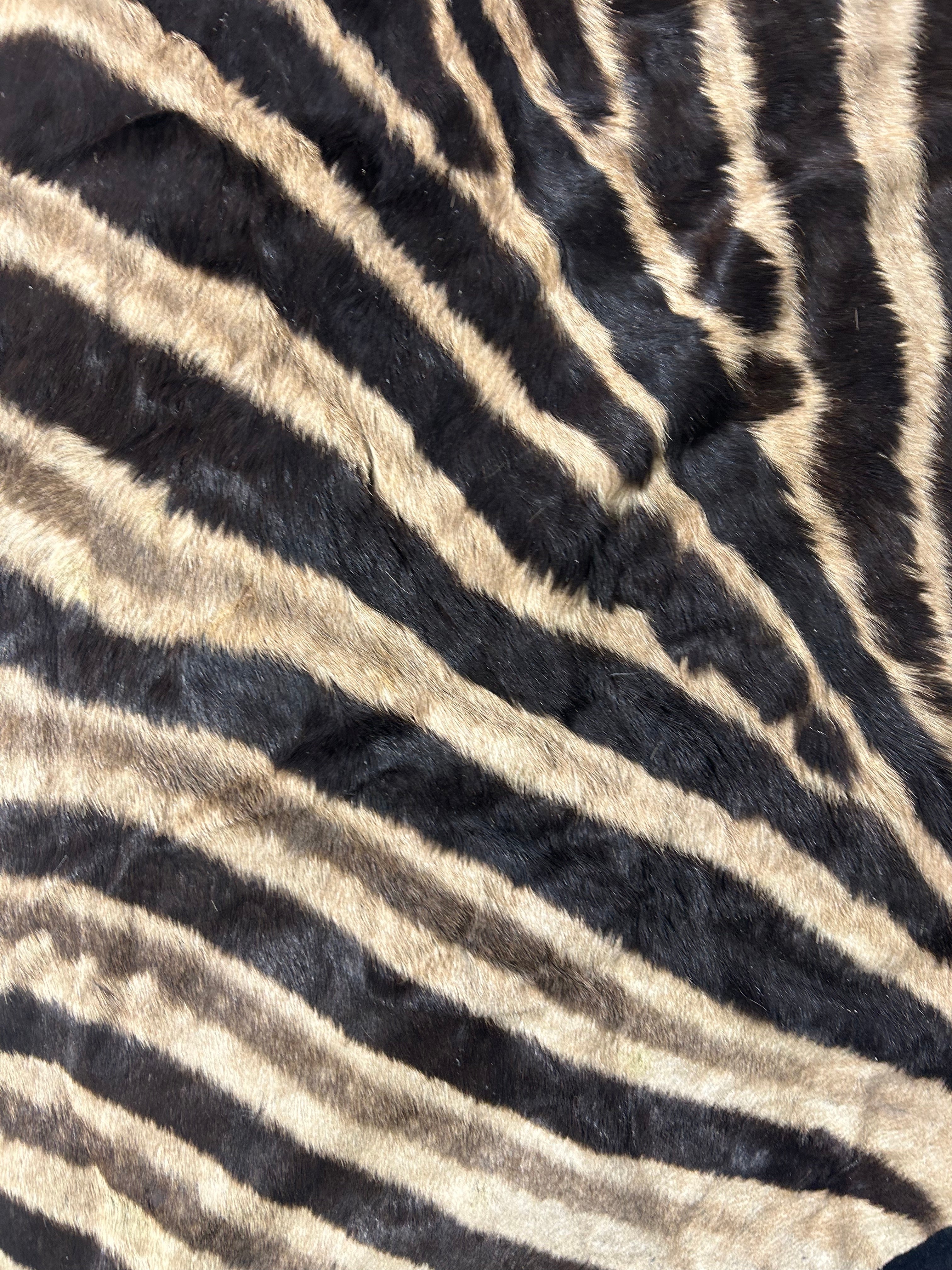 Real zebra skin Rug # 142- Size (7 3/4 X 7 feet) - Brand New Burchell's zebra hide