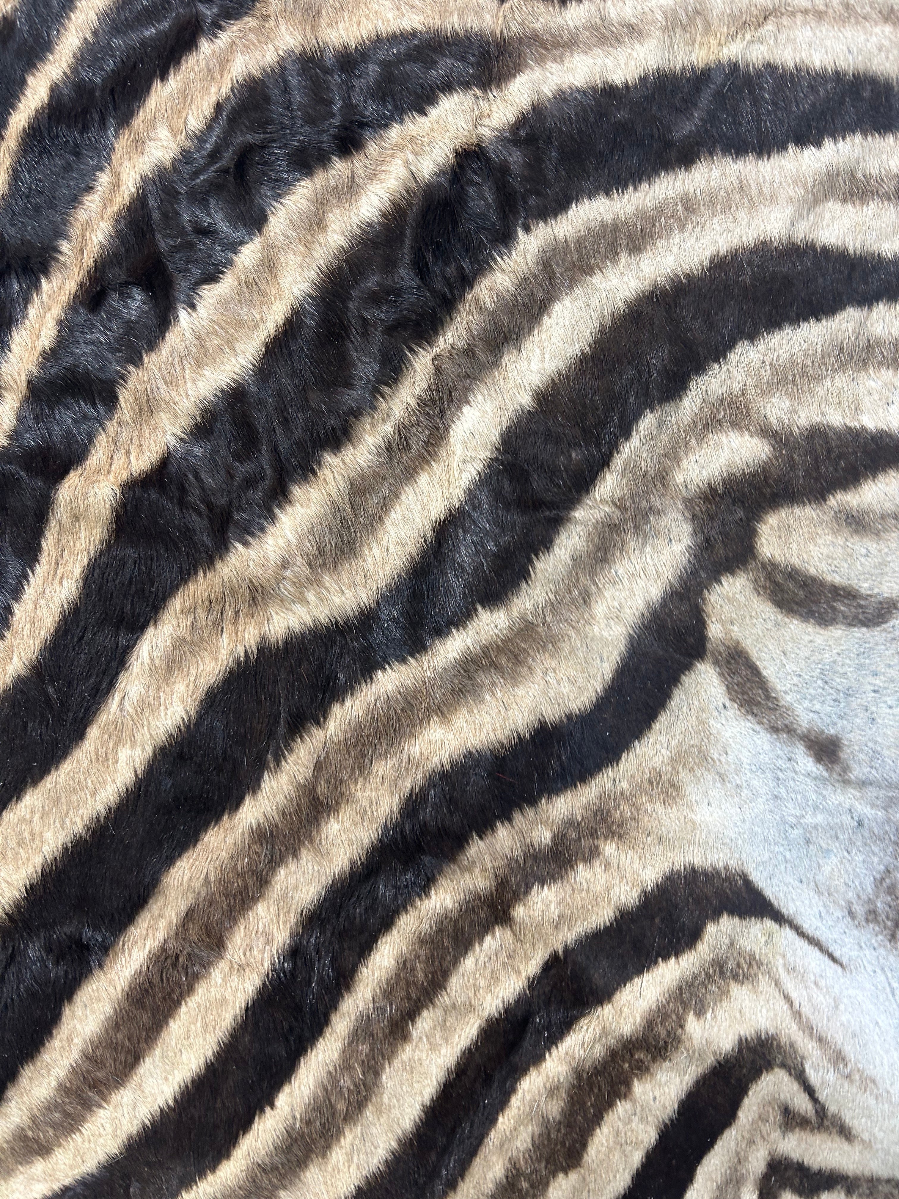 Real zebra skin Rug # 142- Size (7 3/4 X 7 feet) - Brand New Burchell's zebra hide