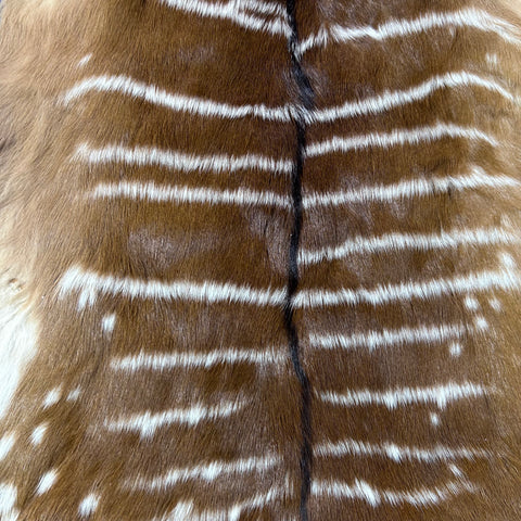 Real Nyala Skin - Small Nyala Antelope Hide Size 20x18" (excluding legs) D-959