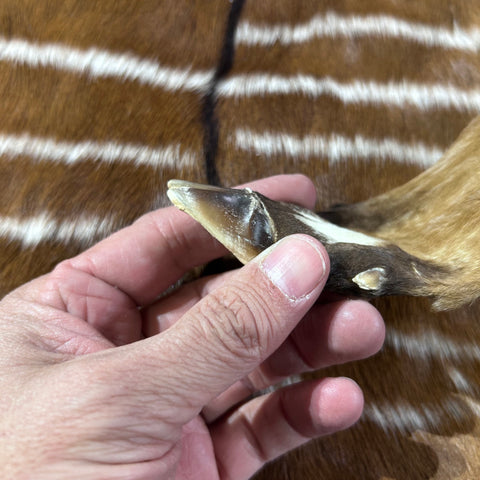 Real Nyala Skin - Small Nyala Antelope Hide Size 20x18" (excluding legs) D-959