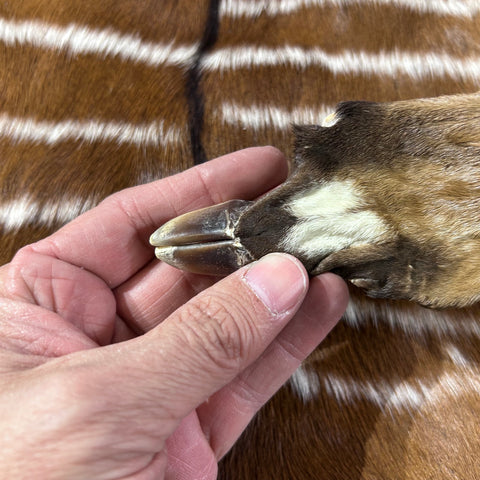 Real Nyala Skin - Small Nyala Antelope Hide Size 20x18" (excluding legs) D-959