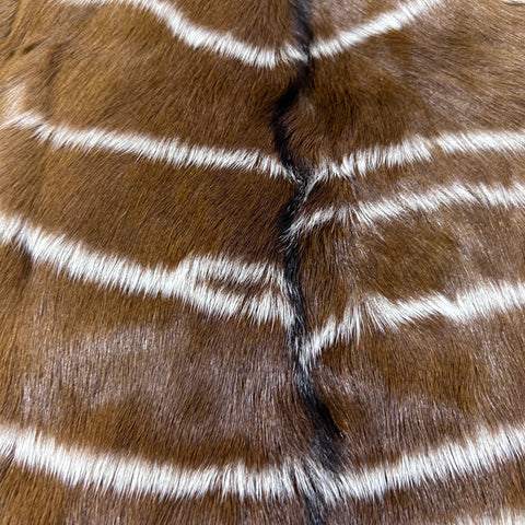 Real Nyala Skin - Small Nyala Antelope Hide Size 20x18" (excluding legs) D-959