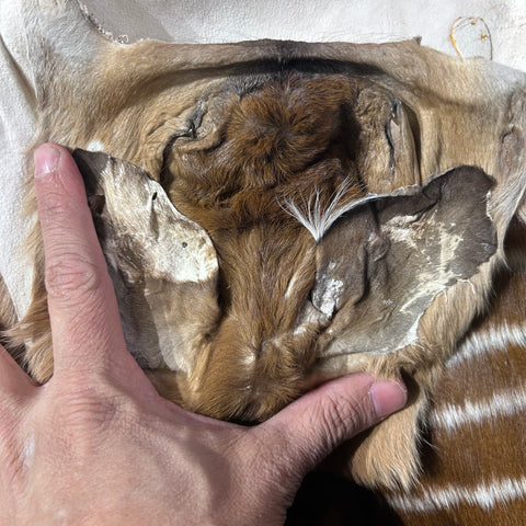 Real Nyala Skin - Small Nyala Antelope Hide Size 20x18" (excluding legs) D-959