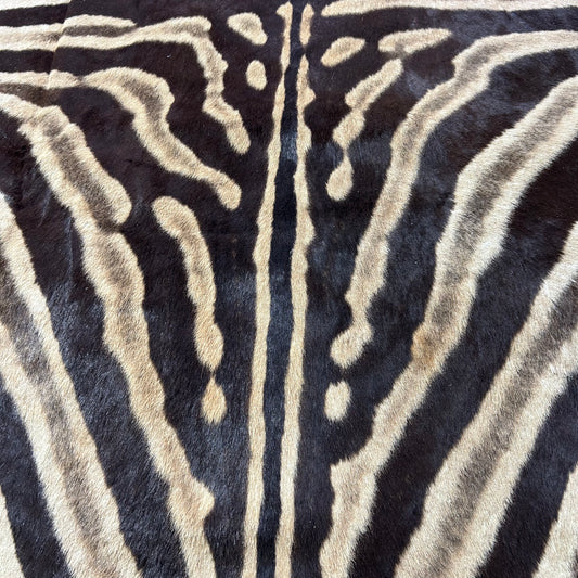 Real Zebra Skin Rug Felted Burchells Zebra Hide # 42 Huge Size: 8.3X 7 feet